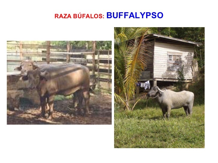 the buffalypso The school of veterinary medicine, faculty of medical sciences (fms) and faculty of food and agriculture (ffa) host the revitalizing the buffalypso - our national treasure. the buffalypso The school of veterinary medicine, faculty of medical sciences (fms) and faculty of food and agriculture (ffa) host the revitalizing the buffalypso - our national treasure.