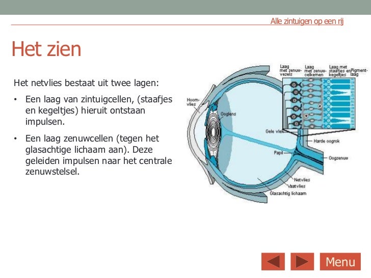 zintuigen ppt