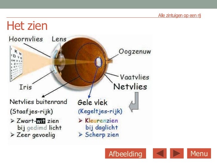 zintuigen ppt