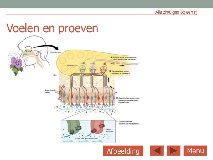zintuigen ppt
