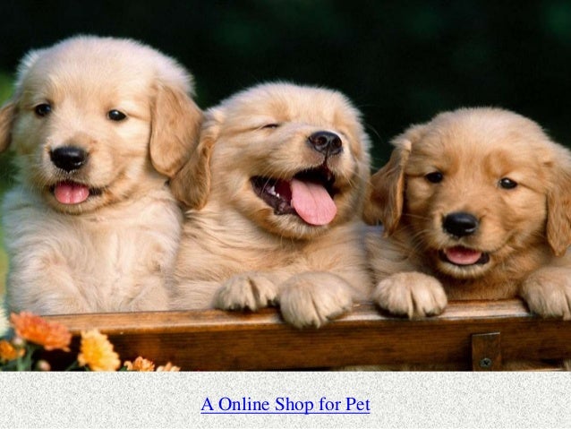 dogs accessories shopping pet supply store for accessories in india dogs accessories shopping pet supply store for accessories in india