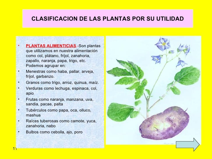 clasificacion de las plantas por su utilidad plantas alimenticias son clasificacion de las plantas por su utilidad plantas alimenticias son