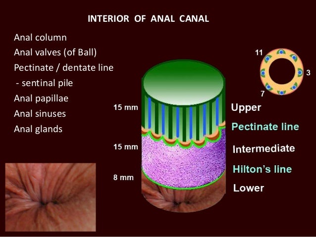 Anatomy of anal canal