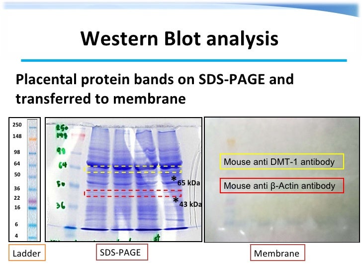 protein purification phd thesis protein purification phd thesis
