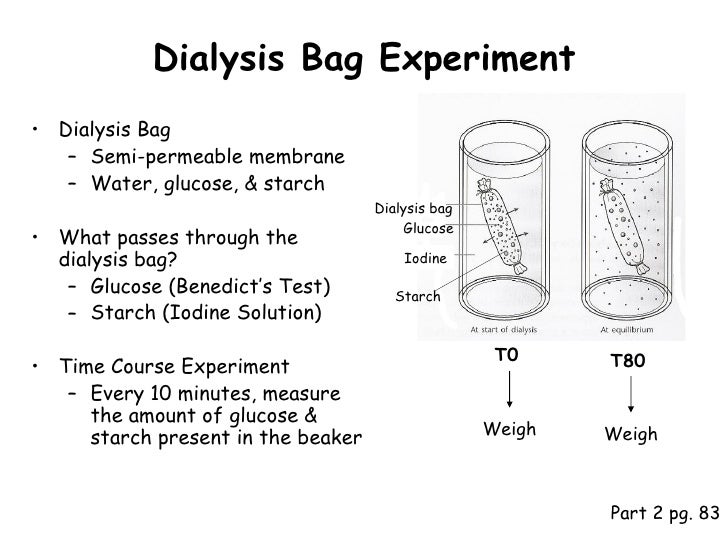 lab report on molecular movements transport across biological membranes Start studying biology lab: chapter 9 diffusion and osmosis and biological membranes can prevent the movement of molecules diffuse across membrane. lab report on molecular movements transport across biological membranes Start studying biology lab: chapter 9 diffusion and osmosis and biological membranes can prevent the movement of molecules diffuse across membrane.