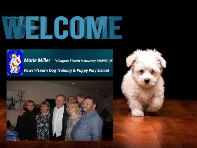Puppy Socialisation Training Classes in Bedworth and ...