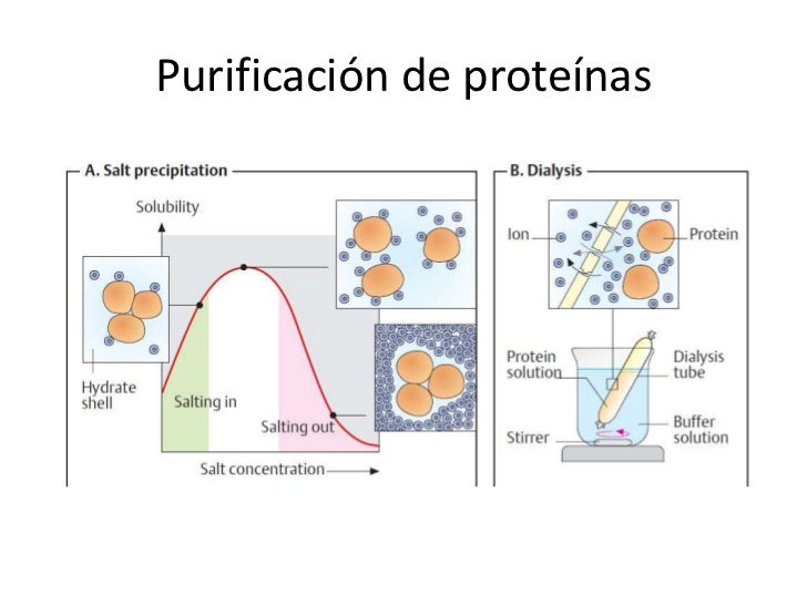 Péptidos y proteínas[1]