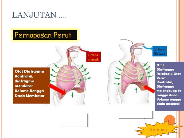 PPT pernapasan manusia