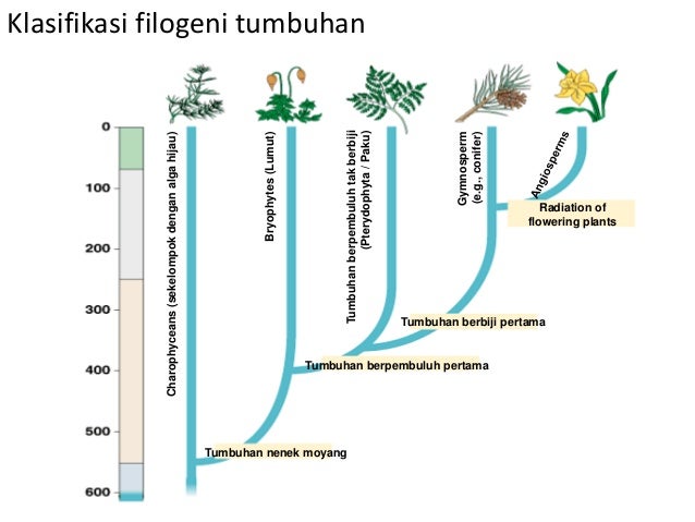 Angiospermae Reproduction and controls