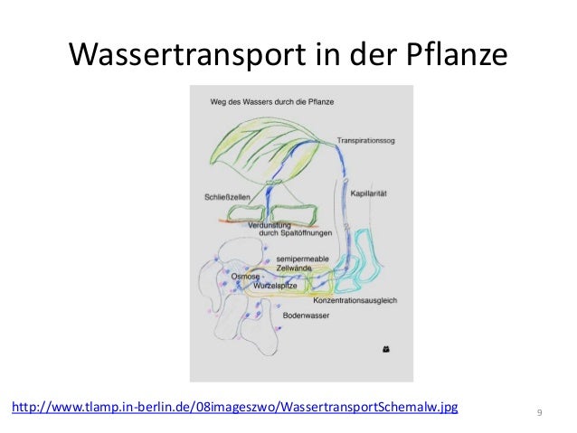 PPT Stofftransport und Stoffaufnahme in Pflanzen
