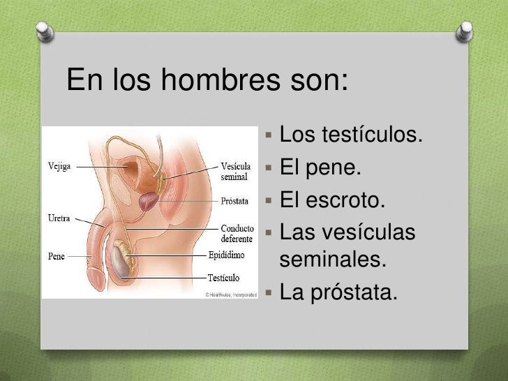 Si en 16 años el miembro pequeño que hacer