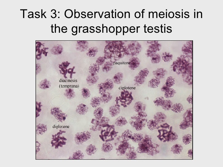 ebook blood groups and red cell antigens