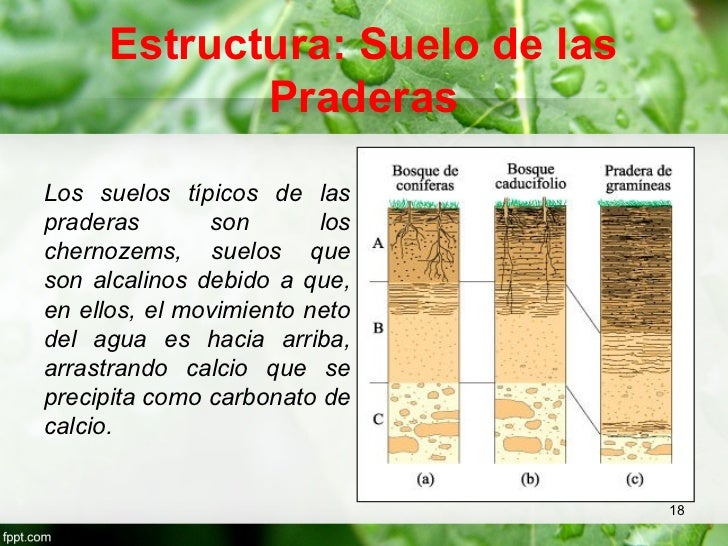 praderas-templadas-18-728.jpg?cb=1348386627
