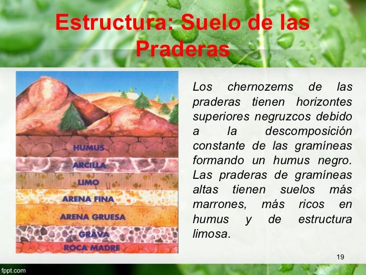 praderas-templadas-19-728.jpg?cb=1348386627