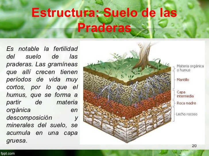 praderas-templadas-20-728.jpg?cb=1348386627