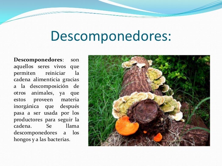 Imágenes de animales con descomponedores - Imagui