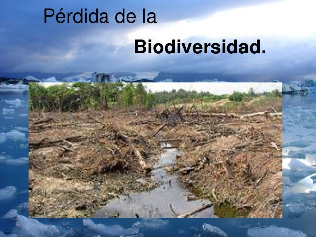 Resultado de imagen para perdida dela biodiversidad