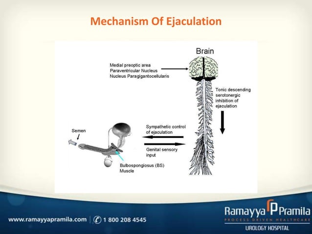 Pre Mature Ejaculation PPT