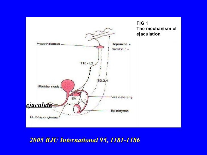 drugs trazodone drugs trazodone