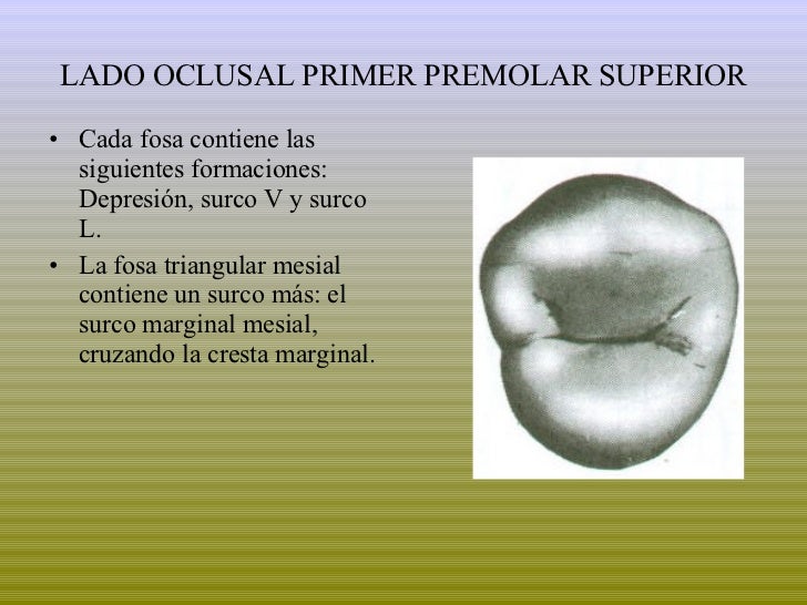 Premolares Superiores