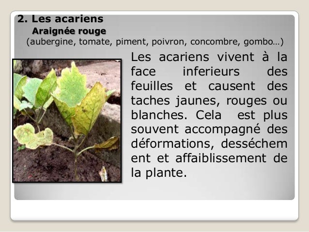 Badyaga pour la peau de la personne des taches de pigment