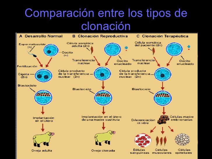 Clonación terapéutica.