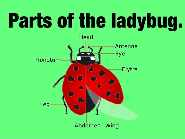 ladybug diagram ladybug diagram 28 images ladybird anatomy diagram ladybug diagram ladybug diagram 28 images ladybird anatomy diagram