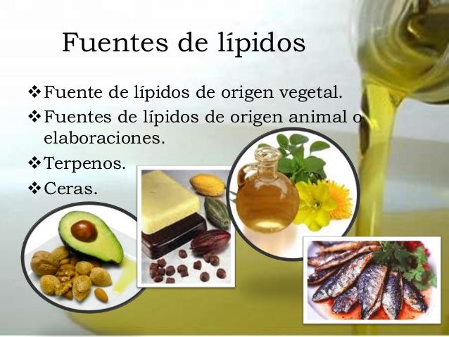 Presentación los lípidos