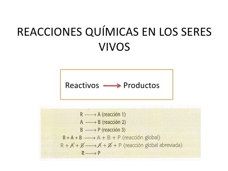 REACCIONES QUÍMICAS EN LOS SERES VIVOS
