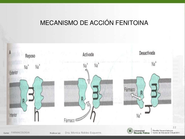 Mecanismo De Acción De La Fenitoina