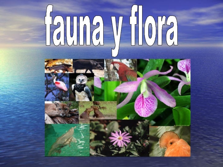 Biologia COMO CUIDAR NUESTRA FLORA Y