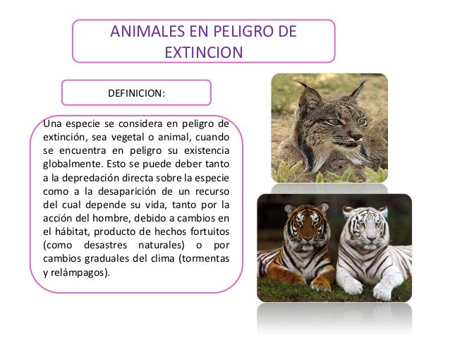 ANIMALES EN PELIGRO DE EXTINCION