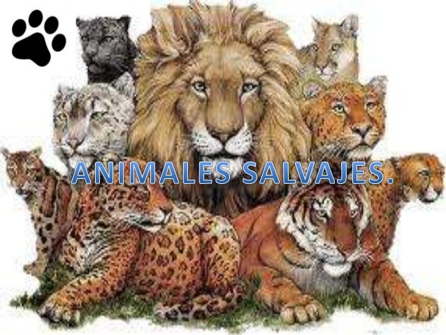 FELIDOS SALVAJES felidos salvajes: