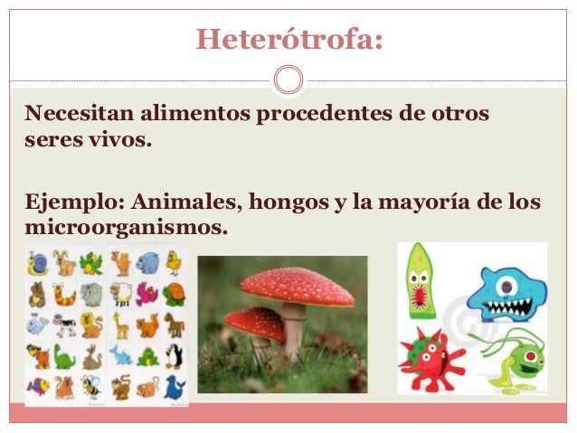 Seres+No+Vivos+Ejemplos El proceso de nutrición heterótrofa de una célula se puededividir ...