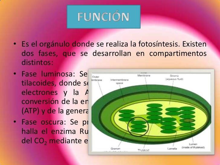 Presentación1 cloroplasto