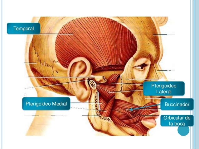 músculos de la cara