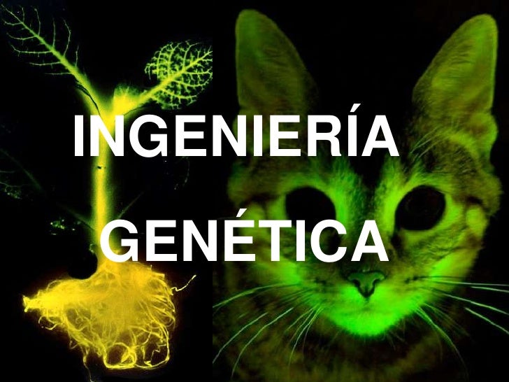 GENETICA POWER POINT genetica power point: