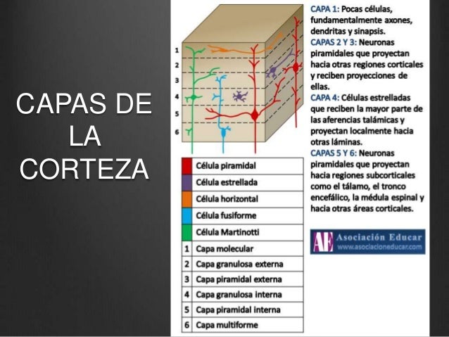 Corteza cerebral