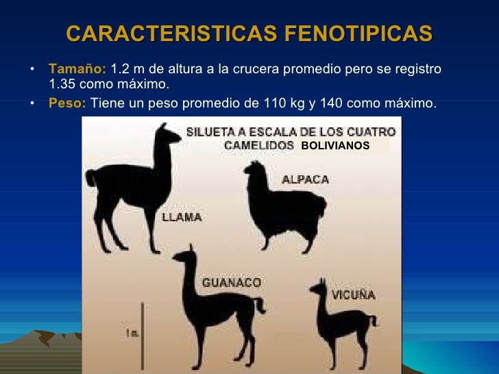 Resultado de imagen de CARACTERISTICAS DE LA LLAMA