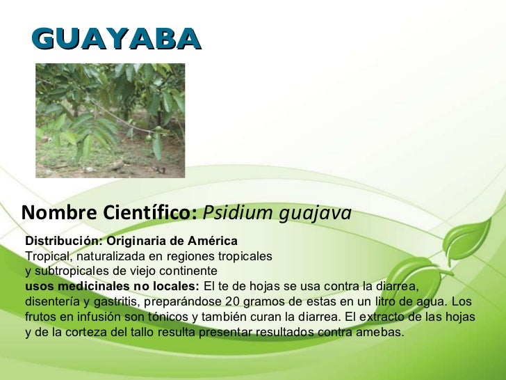 Plantas medicinales jamaica nombre cientifico Plantas medicinales jamaica nombre cientifico