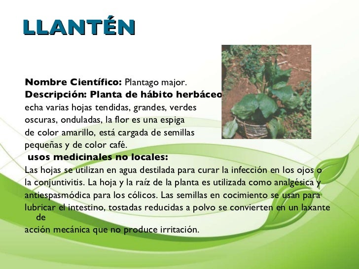 científico plantago major descripción planta de hábito herbáceo científico plantago major descripción planta de hábito herbáceo