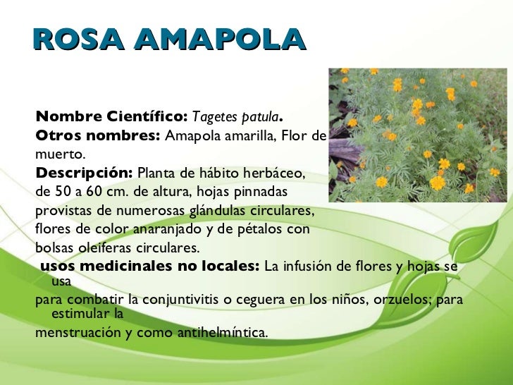 Presentaciòn de plantas medicinales cartilla Presentaciòn de plantas medicinales cartilla