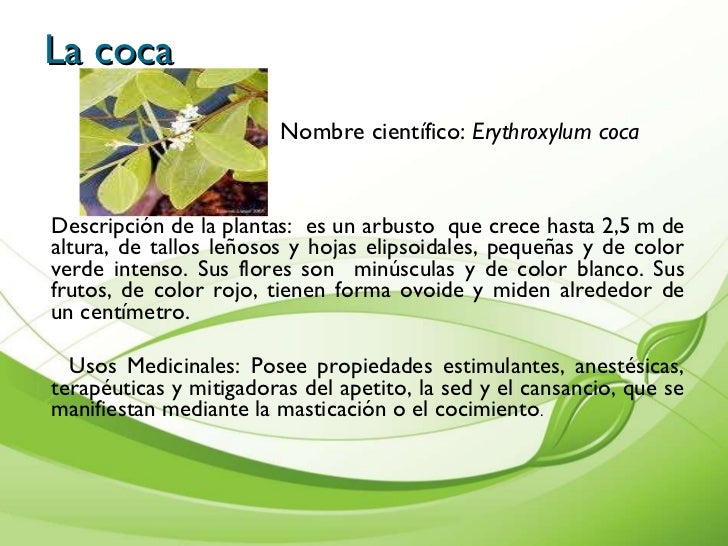 Presentaciòn de plantas medicinales cartilla Presentaciòn de plantas medicinales cartilla