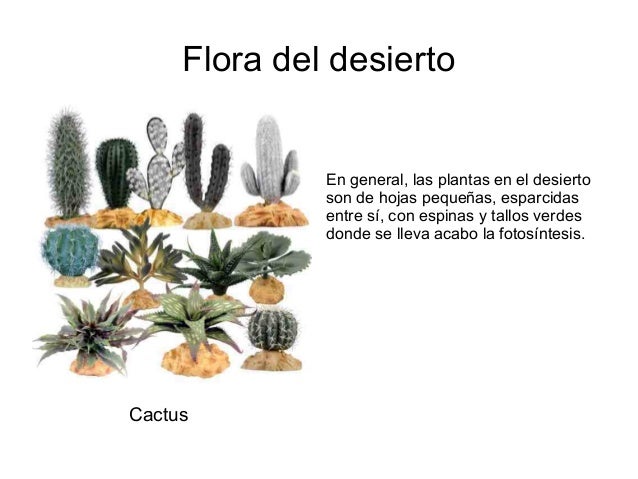 flora del desierto en general las plantas en el desierto flora del desierto en general las plantas en el desierto