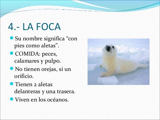 4.- LA FOCA
Su nombre significa “con
pies como aletas”.
COMIDA: peces,
calamares y pulpo.
No tienen orejas, sí un
orif...