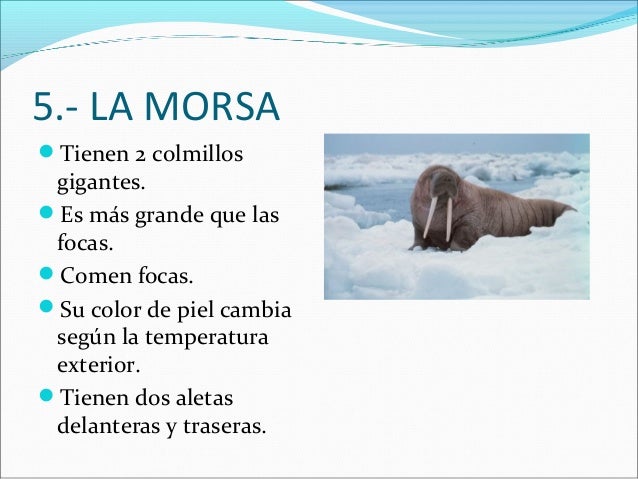 5.- LA MORSA
Tienen 2 colmillos
gigantes.
Es más grande que las
focas.
Comen focas.
Su color de piel cambia
según la ...