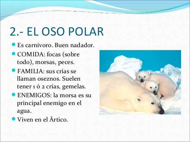2.- EL OSO POLAR
Es carnívoro. Buen nadador.
COMIDA: focas (sobre
todo), morsas, peces.
FAMILIA: sus crías se
llaman o...