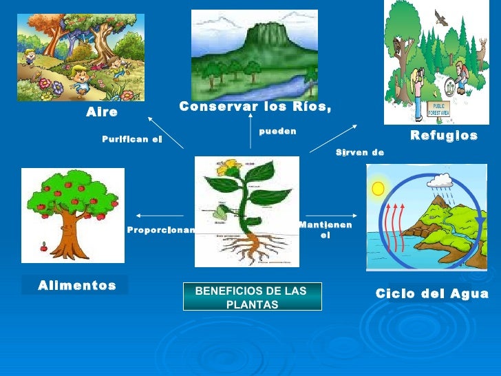 MI RINCÓN DE VALENCIA II Beneficios de las plantas. MI RINCÓN DE VALENCIA II Beneficios de las plantas.