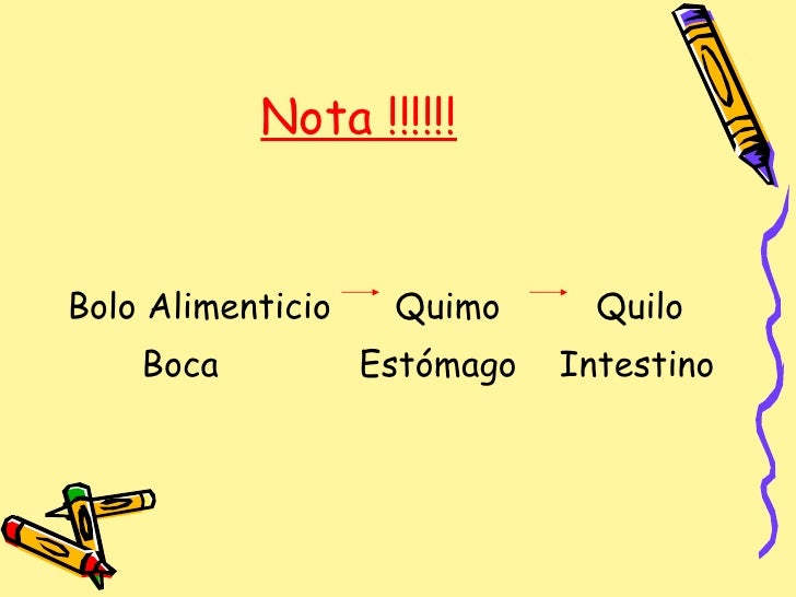 Sistema Digestivo