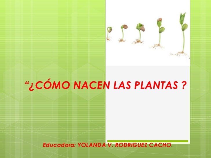 COMO NACEN LAS PLANTA como nacen las planta: